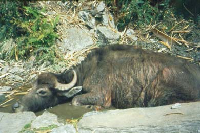 ein Rind in einer Pftze