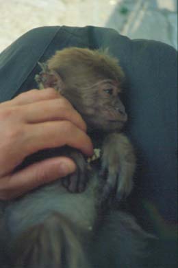 gefangenes Affenbaby
