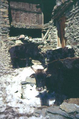 drei Rinder in verschneiter Gasse