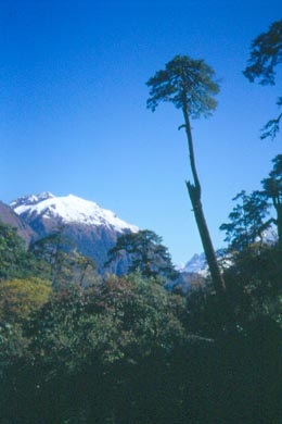 Schneemtze auf einem Berg