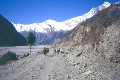 Blick in das Kali Gandaki Tal mit Maultieren