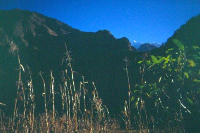 Berge und Planzen im Morgenlicht