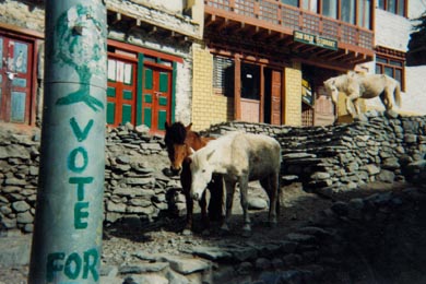 Pferde und die gemalte Aufforderung: Vote for Tree