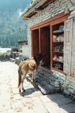 ein Maultier betritt einen Laden