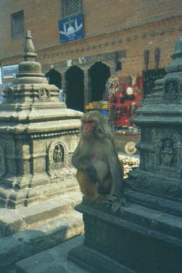ein frecher Affe im Swayambhunath-Tempel
