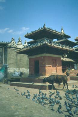 Kuh und viel Tauben vor einem Tempelchen
