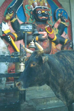 Kuh vor dem bösen Kala Bhairava