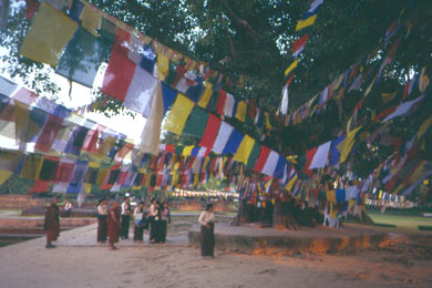 ein groer Baum mit vielen Gebetsfahnen