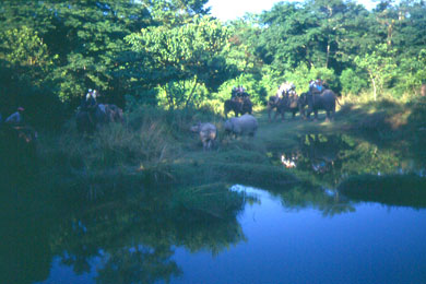 zwei Nashörner werden von Touristen auf Elefanten beobachtet