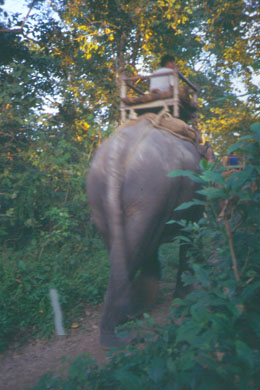 Hinterteil eines Elefanten mit Sitzkorb auf dem Rücken