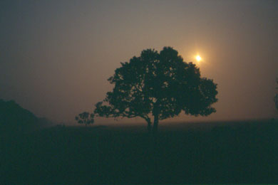 Baum im Sonnenaufgang